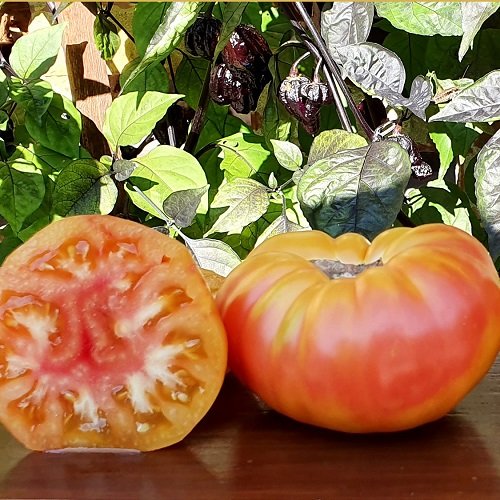 top Best Tomatoes for Sandwiches