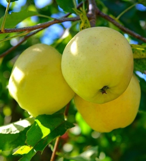 Yellow Apple Varieties 13