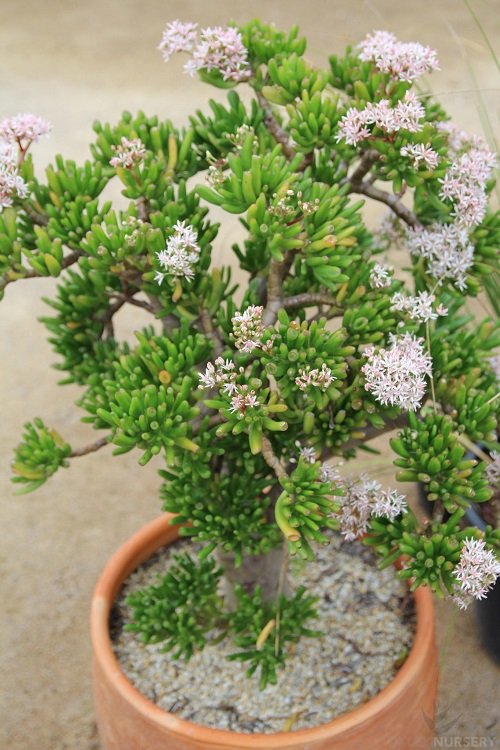 Succulent With White Flowers 8
