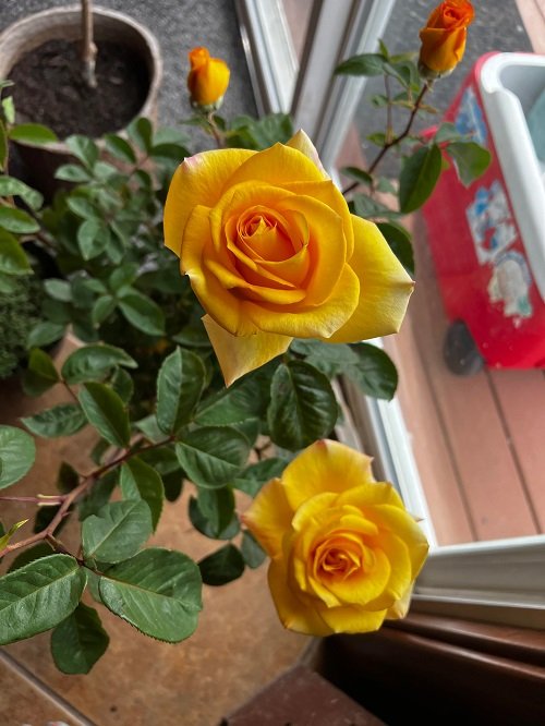 Yellow Rose Varieties