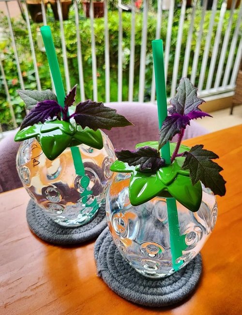 Purple Velvet Plant in water