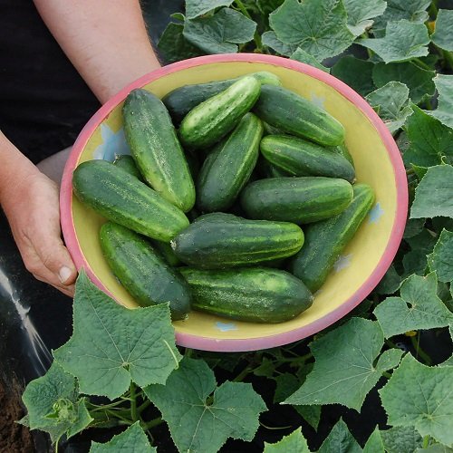 Mini Cucumber Varieties 17