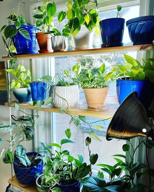 Ways to Display Pothos in Home 13