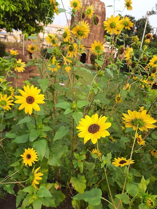 Are Sunflower Perennials 6