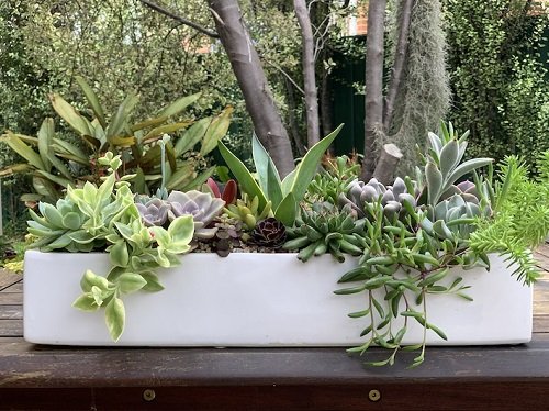 Best Succulents for Window Boxes 