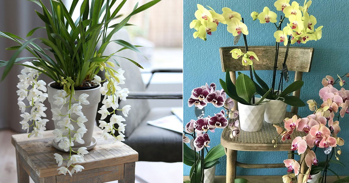 How To Get Orchids To Rebloom? 6 Orchid Reblooming Tricks