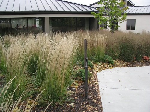 Tall Grass Privacy Ideas You Must Try 25