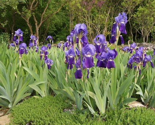 Purple Annual Flowers in best garden