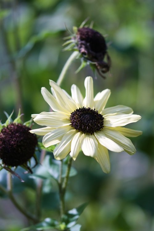 Are Sunflower Perennials 8