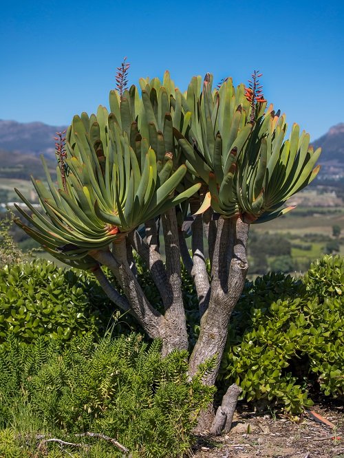Plants That Are Like Yucca
