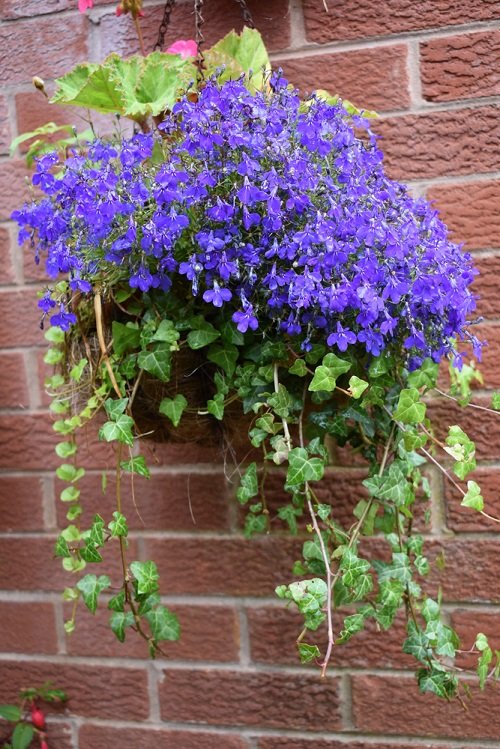 Trailing Flowers for Hanging Baskets