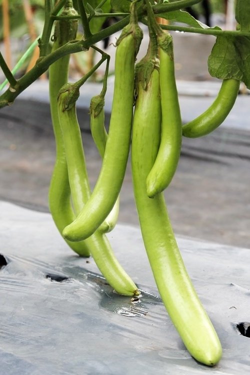 Vegetables That Look Like Cucumbers 9