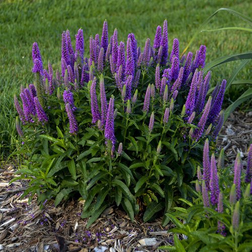 best Purple Perennial Flowers
