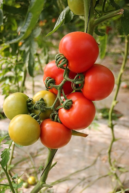 mangus Best Tomatoes for Sandwiches list 