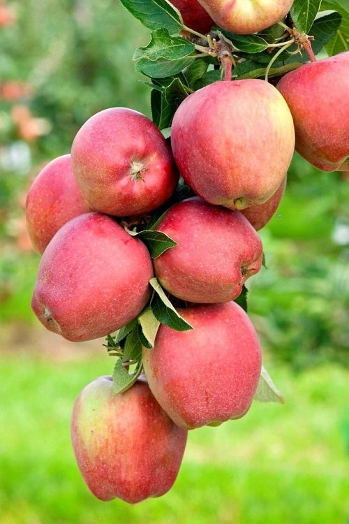 beautiful Fruits That Start With F 10