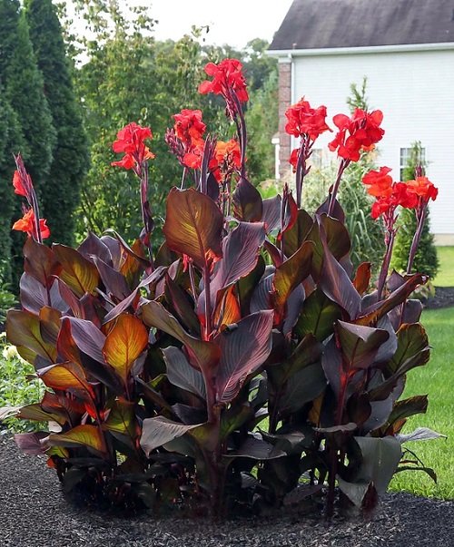 Tall Canna Lily Varieties 5
