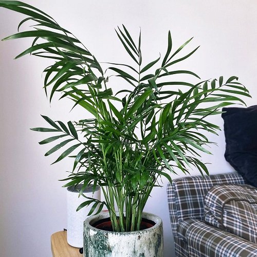 Requirements for Growing Neanthe Bella Palm
