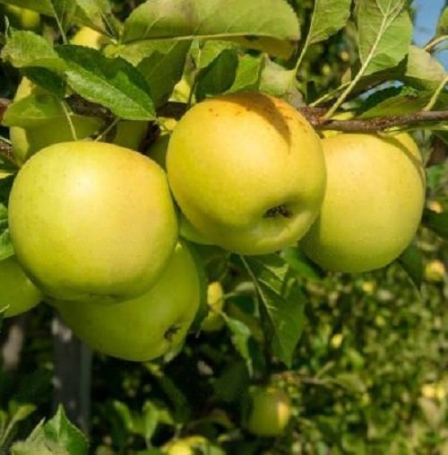 Yellow Apple Varieties 9