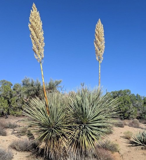 Plants Similar To Yucca in garden