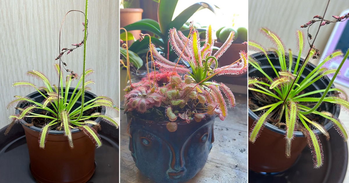 Octopus Plant Growing Guide | Drosera capensis Care | Balcony Garden Web