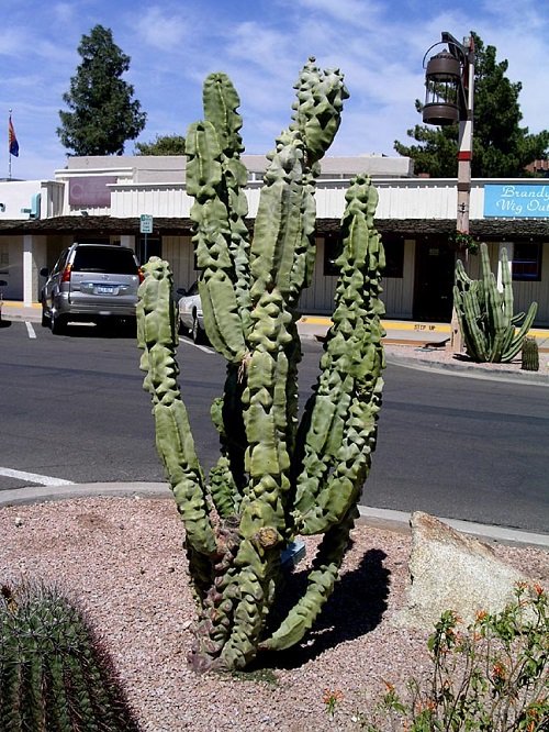 Types of Columnar Cactus Varieties 17