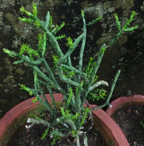 Types of Pereskiopsis Cactus Varieties 3