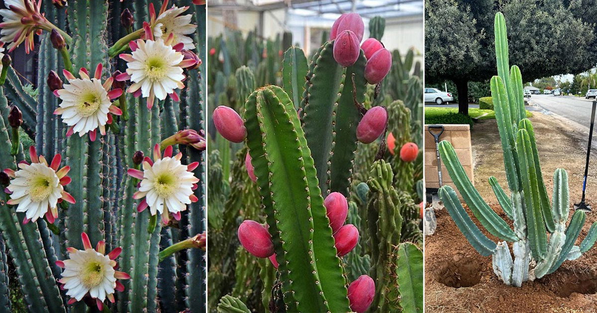 Peruvian Apple Cactus Care And Growing Guide