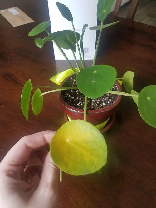 Identify and Save Overwatered Pilea