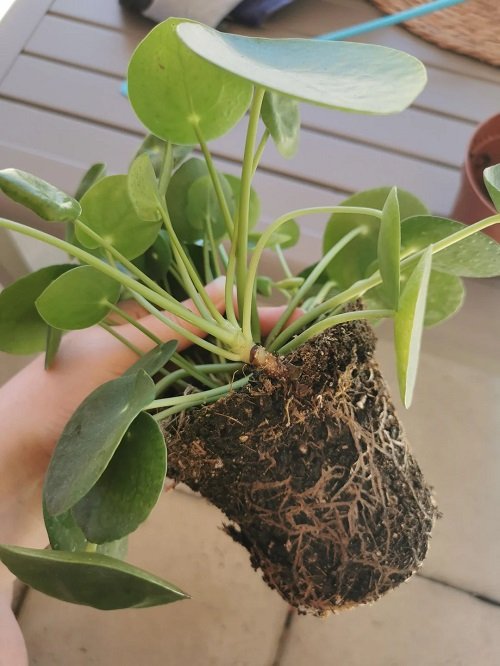 Identify and Save Overwatered Pilea 2
