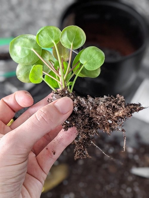Identify and Save fungal growth in  Pilea