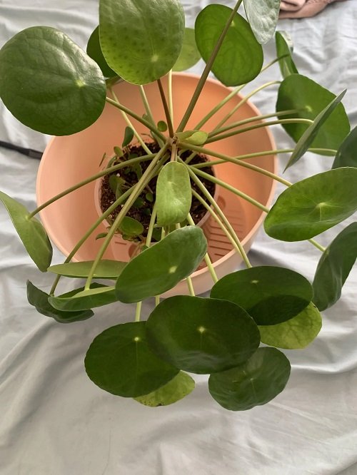 Identify and Save Overwatered Pilea in pot 