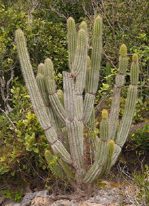 Cactus with Arms 9