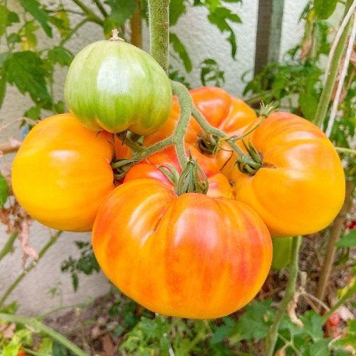 Tomatoes For Sandwiches 36