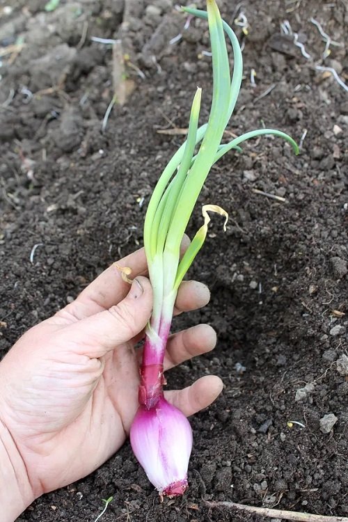 Growing Bigger Onions 2