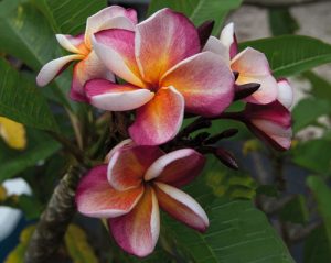 29 Different Types of Plumeria Varieties | Balcony Garden Web