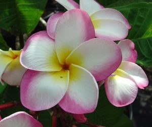 29 Different Types of Plumeria Varieties | Balcony Garden Web