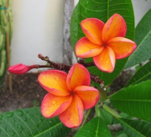 29 Different Types Of Plumeria Varieties | Balcony Garden Web