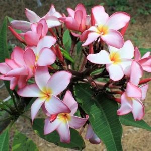 29 Different Types Of Plumeria Varieties 