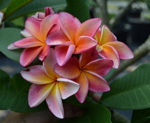 29 Different Types Of Plumeria Varieties | Balcony Garden Web