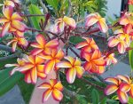 29 Different Types Of Plumeria Varieties | Balcony Garden Web