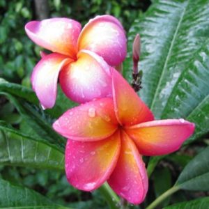 29 Different Types Of Plumeria Varieties | Balcony Garden Web