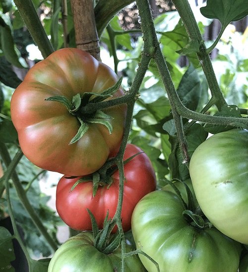 Tomatoes to make Sandwiches