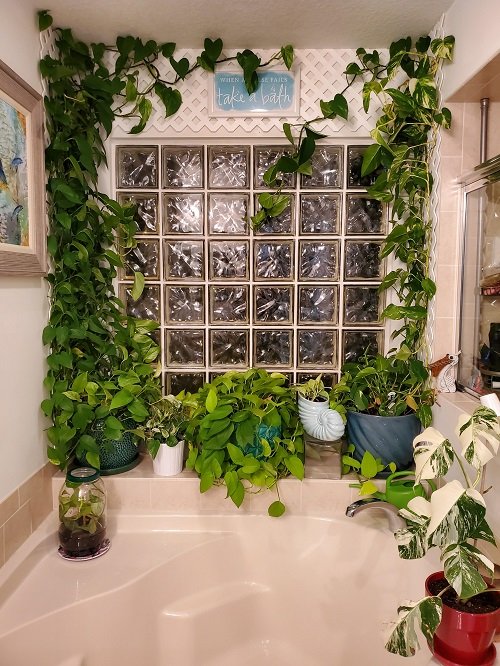 Ways to Display Pothos in Home 19