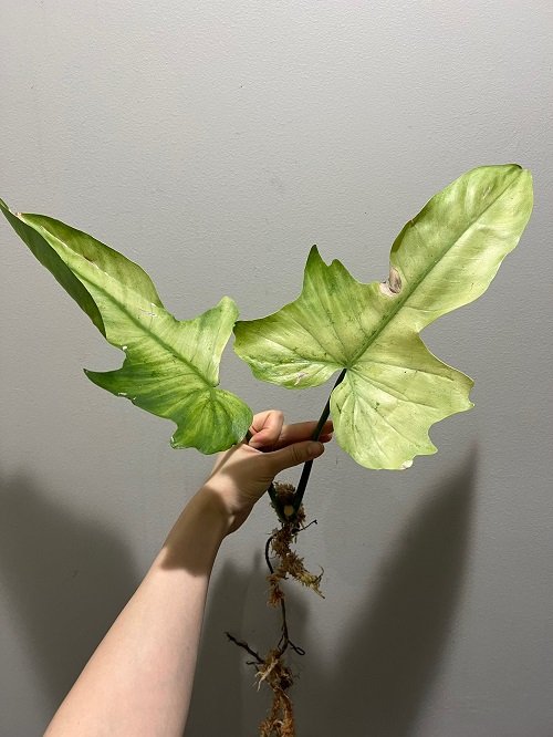 Philodendron Green Dragon 2