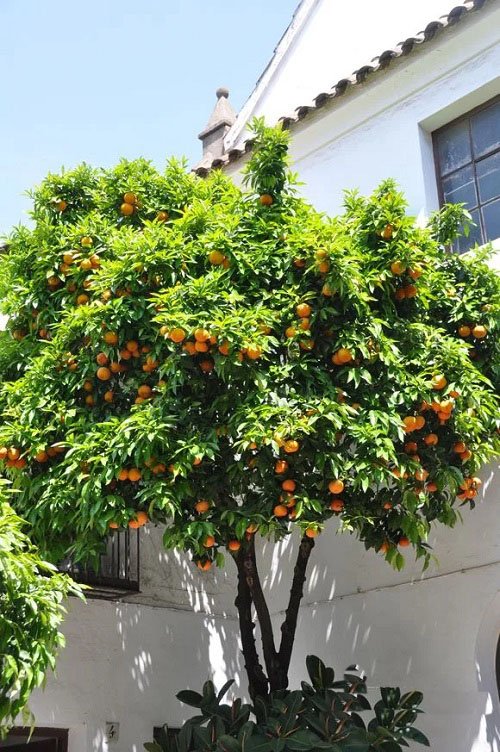 Dwarf Fruit Trees Under 6 Feet 12