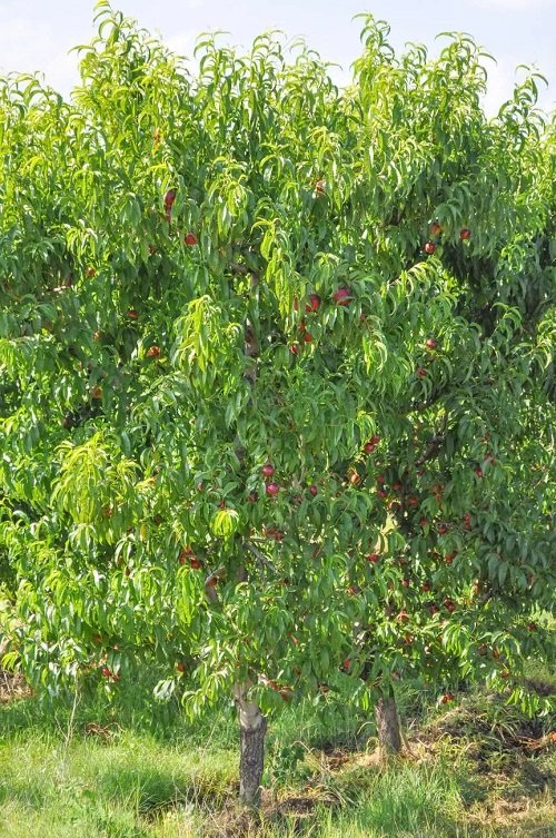 Best Dwarf plum  Fruit Trees Under 6 Feet