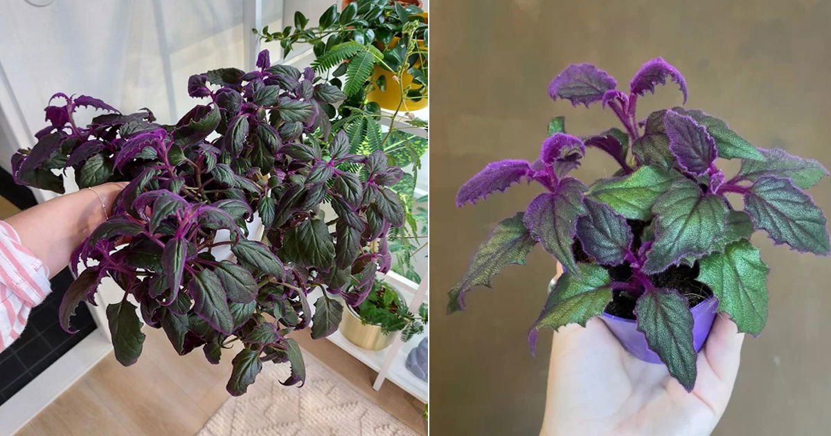 8 Purple Passion Plant Care Tricks That No One Will Share With You 