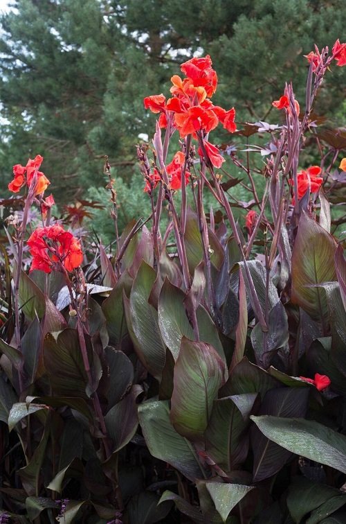 Tall Canna Lily Varieties 9