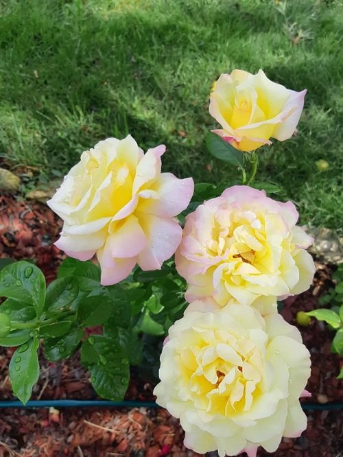 Different Types of Yellow Roses