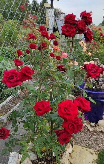 13 Most Beautiful Long Stem Roses for the Garden | Balcony Garden Web